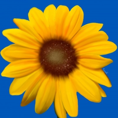 Flor amarela com centro castanho num fundo azul