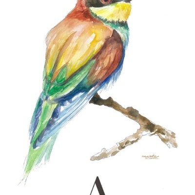 Ilustração em aguarela do pássaro abelharuco com texto explicativo