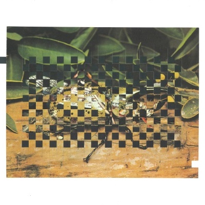 Folha de papel com padrão quadriculado negro sobre fotografia de flor e folhas