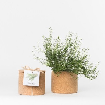 Dois vasos de cortiça com planta e etiqueta tomilho