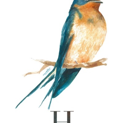 Ilustração colorida de andorinha-das-chaminés com letra H e texto explicativo