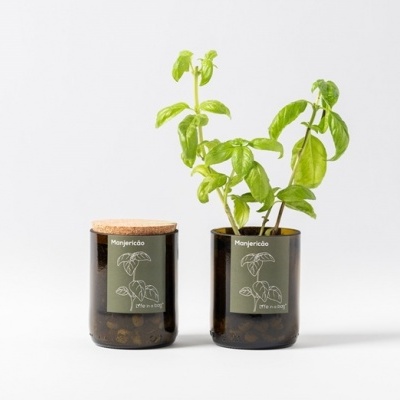 Dois vasos de vidro castanho com plantas de manjericão e etiquetas verdes