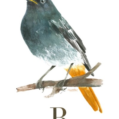 Ilustração de um pássaro Rabirruivo-preto em aquarela sobre um ramo com texto explicativo.