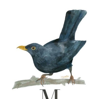 Ilustração de melro-preto sobre ramo com texto de identificação