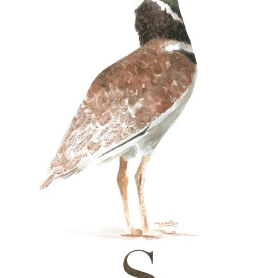 Ilustração de um pássaro sisão com penas castanhas e brancas e letras abaixo