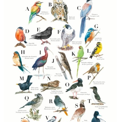 Poster ilustrado com aves de Portugal associadas a letras do alfabeto.