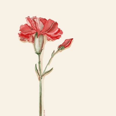 Ilustração botânica de um cravo vermelho com flor aberta e botão fechado em fundo branco