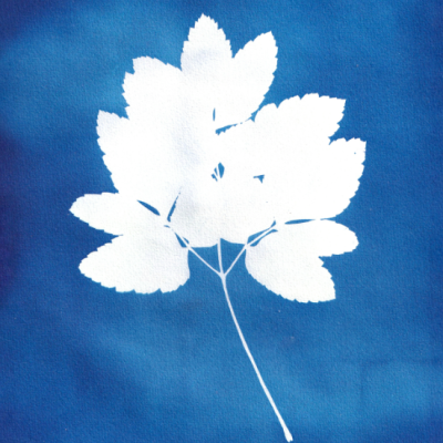 Folha branca detalhada sobre fundo azul texturizado