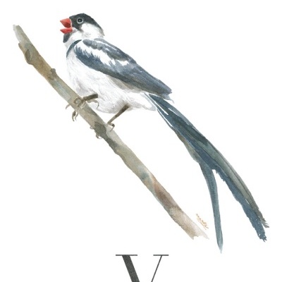 Ilustração de um pássaro Viúva-bico-de-lacre no galho com texto