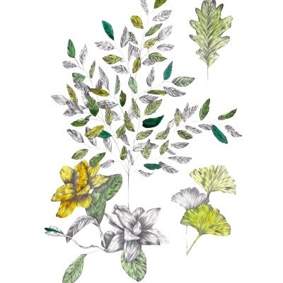 Desenho botânico com folhas verdes e amarelas e flores amarelas e brancas em fundo branco.