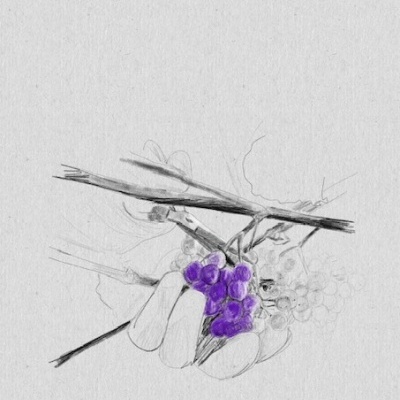 Desenho de mão segurando cacho de uvas roxas sobre fundo cinzento