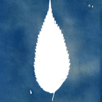 Folha branca pontiaguda com margem serrilhada sobre fundo azul texturizado