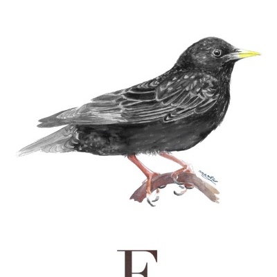 Ilustração de estorninho-preto com texto explicativo