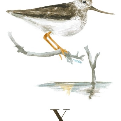 Ilustração aquarela de pássaro maquarico-sovela sobre ramo seco