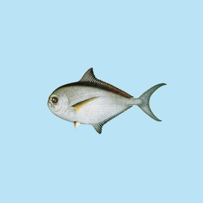 Desenho de peixe prateado e cinzento sobre fundo azul claro