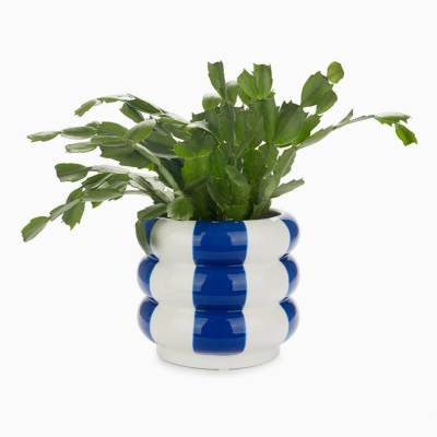 Vaso cerâmico branco e azul com planta verde
