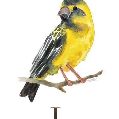 Ilustração em aguarela de pássaro amarelo e preto empoleirado num ramo com texto