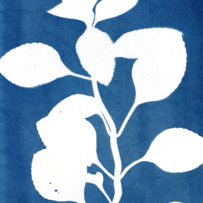 Silhueta branca de folha sobre fundo azul em cianótipo