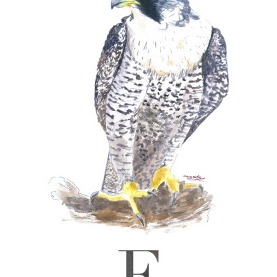 Ilustração de falcão-peregrino com texto explicativo