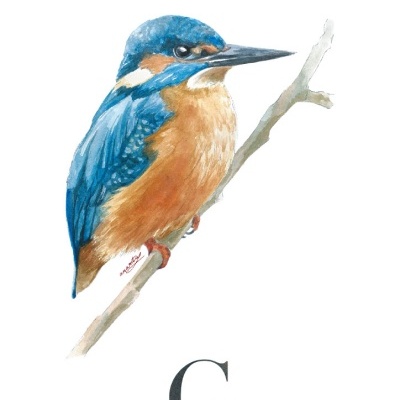 Ilustração de um pássaro guarda-rios azul e laranja sobre ramo com texto em fundo branco