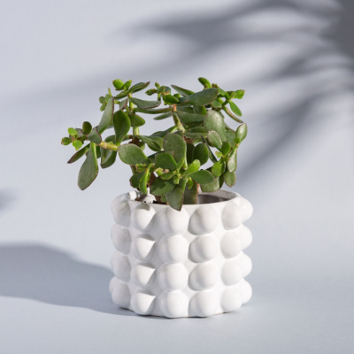 Vaso de cerâmica branco texturizado com planta suculenta