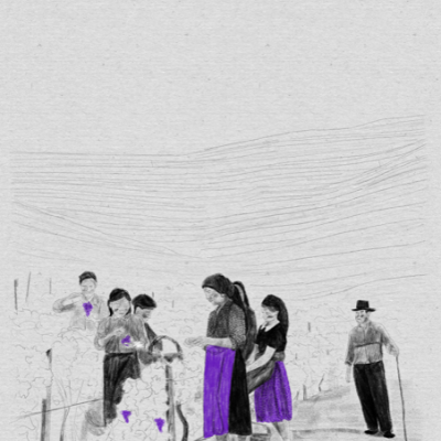 Desenho de pessoas a colher uvas numa vinha com detalhes em roxo nas roupas.