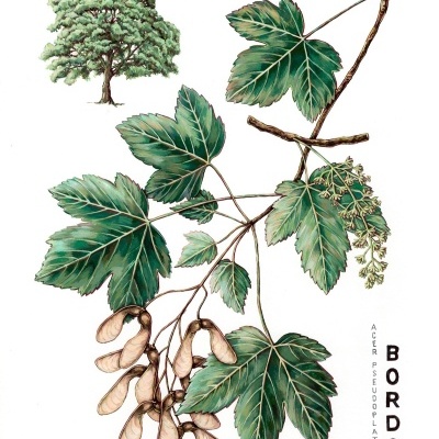 Ilustração da árvore Bordo com folhas verdes e frutos castanhos