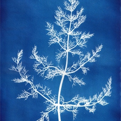 Folha branca delicada sobre fundo azul vibrante com detalhes das nervuras.