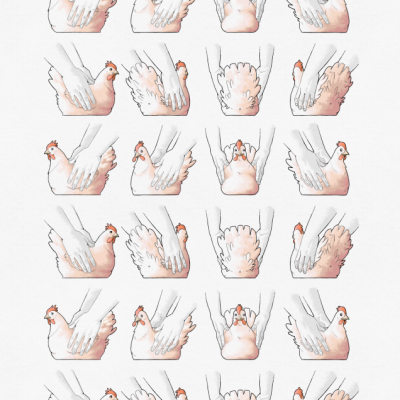 Ilustração de galinhas brancas com crista vermelha seguradas por mãos em diferentes posições.