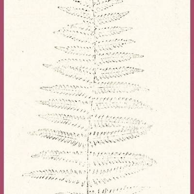 Desenho a preto e branco de uma folha de samambaia em fundo bege com moldura rosa.