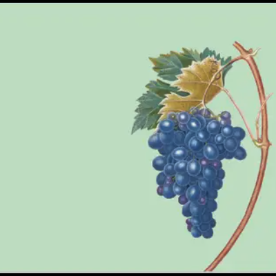 Cacho de uvas azuis com folhas num fundo verde claro
