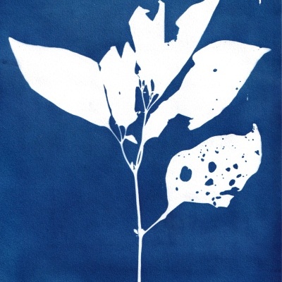 Planta branca em fundo azul estilo cyanotype