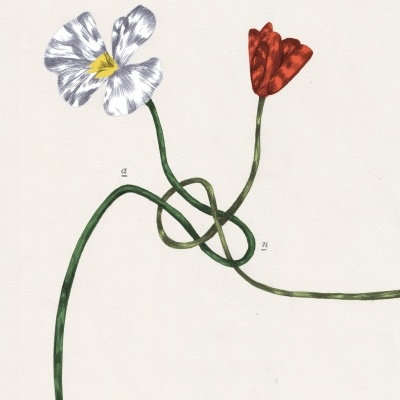 Ilustração de duas flores com talos entrelaçados em fundo branco