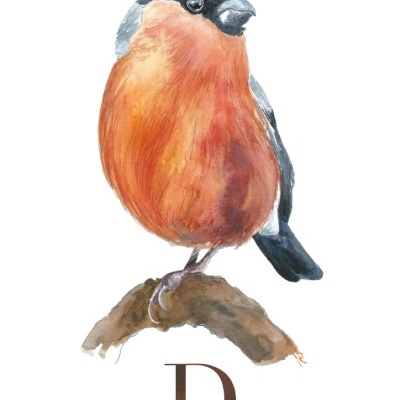 Pintura de um pássaro Dom-fafe com peito laranja no ramo