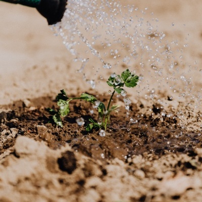 Mangueira a regar planta jovem em solo seco