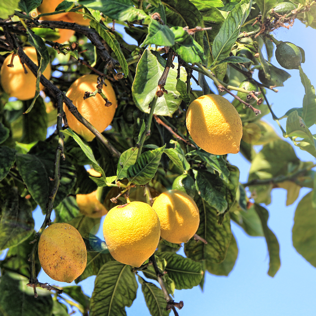 Limoeiros com limões amarelos maduros e folhas verdes