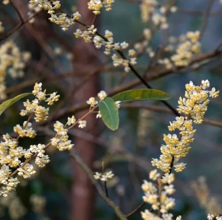 Óleo Essencial Bio Litsea Cubeba (May Chang) Ramos finos com flores brancas e amarelas e folhas verdes