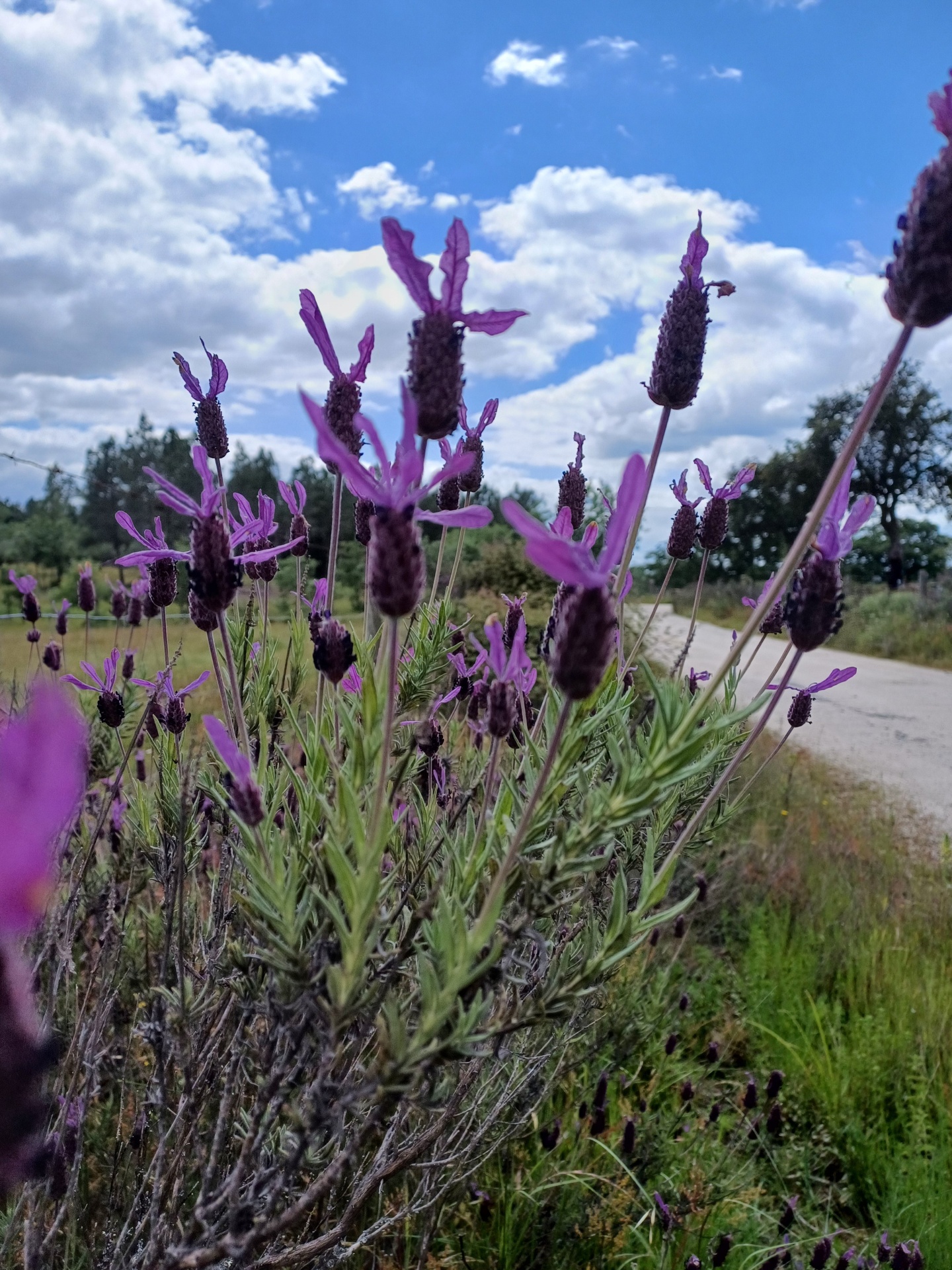 Flores de lavanda roxas junto a caminho de terra com céu azul e nuvens