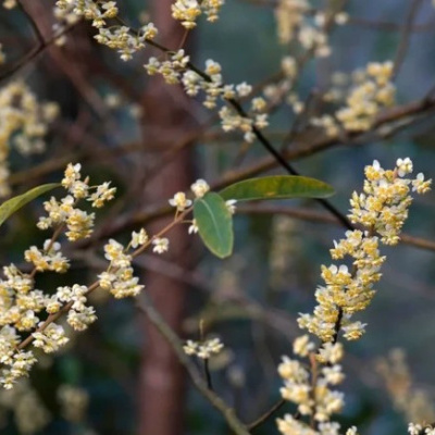 https://www.aldeiasabao.com/product/oleo-essencial-bio-litsea-cubeba-may-chang