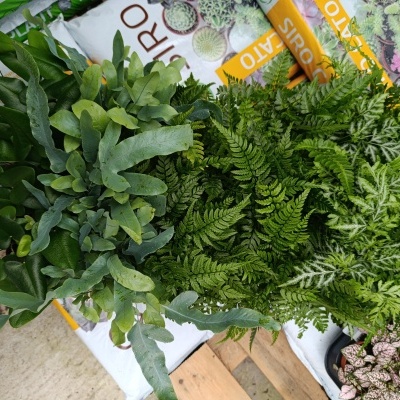 Conjunto de plantas de folhagem verde sobre saco branco com texto colorido