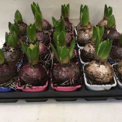 Bulbos com folhas verdes em vasos pequenos coloridos sobre bandeja preta