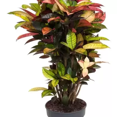 Planta decorativa com folhas coloridas em vaso preto, fundo branco