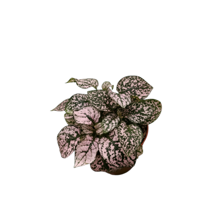 Planta com folhas rosa e verdes em vaso castanho