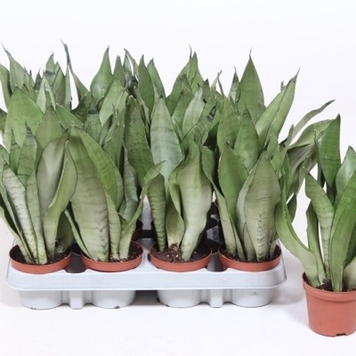 Plantas Sansevieria em vasos castanhos num tabuleiro cinza sobre fundo branco