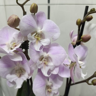 Orquídea com flores rosa claro e branco em invólucro plástico transparente