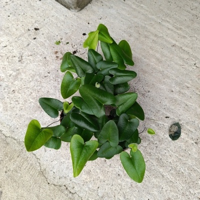 Planta verde com folhas em forma de coração sobre cimento cinzento.