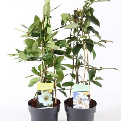 Duas plantas em vasos cinza com folhas verdes e etiquetas com fotos de flores brancas