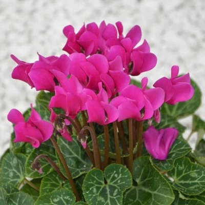 Planta com flores rosas e folhas verdes num fundo claro