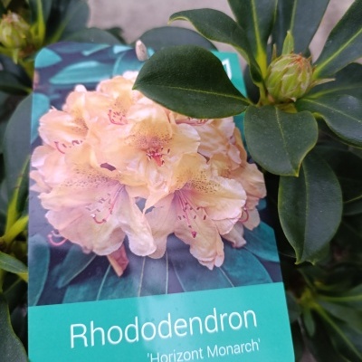 Etiqueta com imagem da flor do Rhododendron 'Horizont Monarch' entre folhas verdes