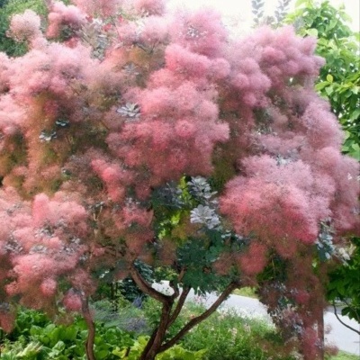 Árvore com folhagem verde-escura e inflorescências cor de rosa num jardim